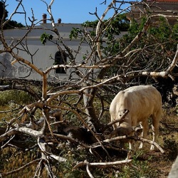 BESTIE. Fotografie di Giulio Azzarello ©2022. BESTIE. Fotografie di Giulio Azzarello ©2022.