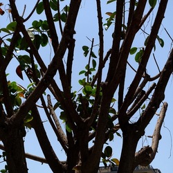 RAMI. Fotografie di Giulio Azzarello &copy;2022.