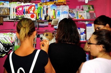 NEGOZIO di ANIMALI. Fotografie di Giulio Azzarello ©2018. NEGOZIO di ANIMALI. Fotografie di Giulio Azzarello ©2018.