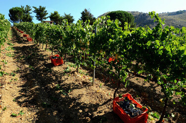 VENDEMMIA a S.Cristina Gela in Sicilia. Fotografie di Giulio Azzarello &copy;2016.