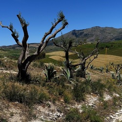 SEGESTA. Fotografie di Giulio Azzarello ©2024. SEGESTA. Fotografie di Giulio Azzarello ©2024.
