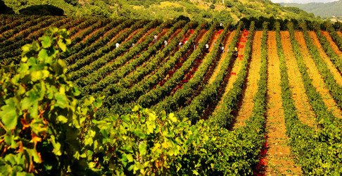 VENDEMMIA di AUTUNNO a S.Cristina Gela in Sicilia. Fotografie di Giulio Azzarello &copy;2016.