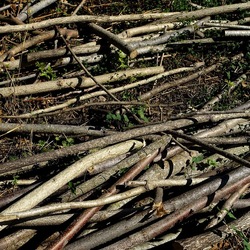 RAMI E ROVI. Fotografie di Giulio Azzarello ©2023. RAMI E ROVI. Fotografie di Giulio Azzarello ©2023.