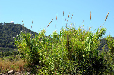ISOLA DI USTICA la natura. Fotografie di Giulio Azzarello &copy;2016.