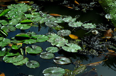 ORTO BOTANICO di Palermo in inverno. Fotografie di Giulio Azzarello &copy;2016.