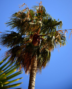 MACCHIA MEDITERRANEA in Sicilia. Fotografie di Giulio Azzarello &copy;2106.