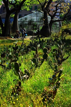 ORTO BOTANICO di Palermo nel maggio 2018. Fotografie di Giulio Azzarello &copy;2018.