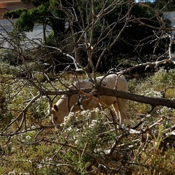 BESTIE. Fotografie di Giulio Azzarello ©2022. BESTIE. Fotografie di Giulio Azzarello ©2022.