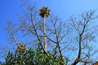 MACCHIA MEDITERRANEA in Sicilia. Fotografie di Giulio Azzarello &copy;2106.