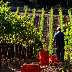 VENDEMMIA di AUTUNNO a S.Cristina Gela in Sicilia. Fotografie di Giulio Azzarello &copy;2016.