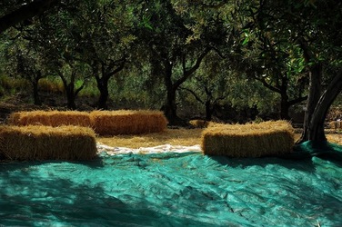 FRANTOIO GULLO ad Aliminusa in Sicilia. Fotografie di Giulio Azzarello &copy;2018.