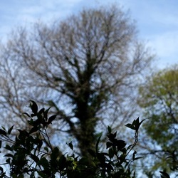 PIANTE. Fotografie di Giulio Azzarello &copy;2022.