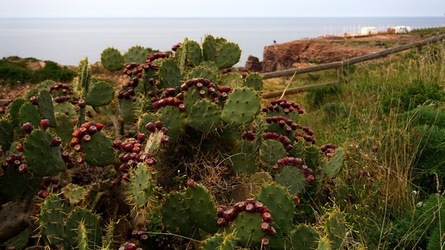 TERRASINI. Fotografie di Giulio Azzarello &copy;2022.