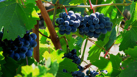 VIGNETO tipico siciliano a Salemi panoramiche e particolari. Fotografie di Giulio Azzarello &copy;2014.