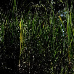 ORTO BOTANICO di PALERMO. Fotografie di Giulio Azzarello ©2019.