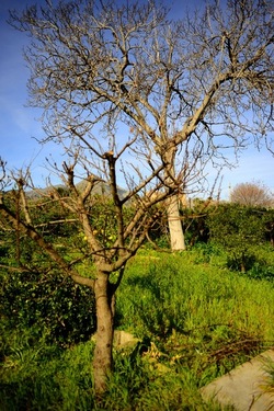 CAMPAGNA fotografie di Giulio Azzarello ©2020.