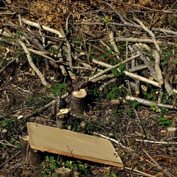 RAMI E ROVI. Fotografie di Giulio Azzarello ©2023. RAMI E ROVI. Fotografie di Giulio Azzarello ©2023.