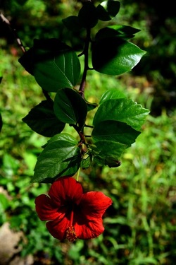 GIARDINO SICILIANO fotografie di Giulio Azzarello &copy;2020.