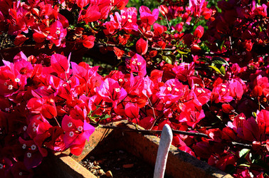 NATURA Violette siciliane in un tipico giardino in estate. Fotografie di Giulio Azzarello &copy;2014.
