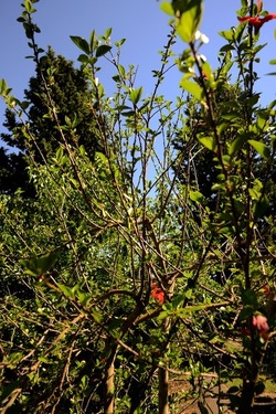 GIARDINO SICILIANO fotografie di Giulio Azzarello ©2021. GIARDINO SICILIANO fotografie di Giulio Azzarello ©2021.