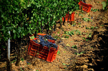 VENDEMMIA a S.Cristina Gela in Sicilia. Fotografie di Giulio Azzarello &copy;2016.