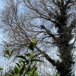 PIANTE. Fotografie di Giulio Azzarello &copy;2022.