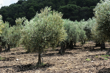 VIGNETO AGRITURISTICO PLANETA a Sambuca di Sicilia. Fotografie di Giulio Azzarello &copy;2014.