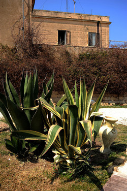 AGAVE selvatica sul mare in Sicilia a Cefalù. Fotografie di Giulio Azzarello ©2014. AGAVE selvatica sul mare in Sicilia a Cefalù. Fotografie di Giulio Azzarello ©2014.