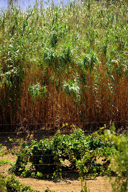 GORGHI TONDI oasi di vigneti e piante Mazzara del Vallo in Sicilia. Foto di Giulio Azzarello ©2016. GORGHI TONDI oasi di vigneti e piante Mazzara del Vallo in Sicilia. Foto di Giulio Azzarello ©2016.