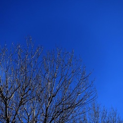 ALBERI. Fotografie di Giulio Azzarello &copy;2024.