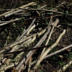 RAMI E ROVI. Fotografie di Giulio Azzarello ©2023. RAMI E ROVI. Fotografie di Giulio Azzarello ©2023.