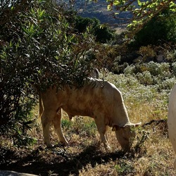 BESTIE. Fotografie di Giulio Azzarello ©2022. BESTIE. Fotografie di Giulio Azzarello ©2022.