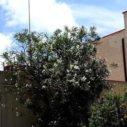 SAN VITO LO CAPO. Fotografie di Giulio Azzarello &copy;2023.
