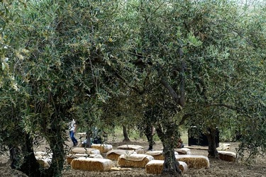 ULIVETO SICILIANO. Fotografie di Giulio Azzarello ©2022.