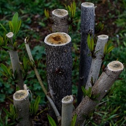 TRONCHI. Fotografie di Giulio Azzarello ©2022.