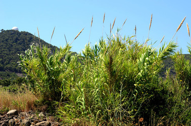 ISOLA DI USTICA la natura. Fotografie di Giulio Azzarello &copy;2016.