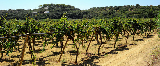 GORGHI TONDI oasi di vigneti e piante Mazzara del Vallo in Sicilia. Foto di Giulio Azzarello ©2016. GORGHI TONDI oasi di vigneti e piante Mazzara del Vallo in Sicilia. Foto di Giulio Azzarello ©2016.