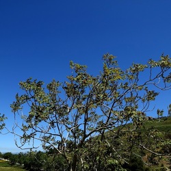 SEGESTA. Fotografie di Giulio Azzarello ©2024. SEGESTA. Fotografie di Giulio Azzarello ©2024.