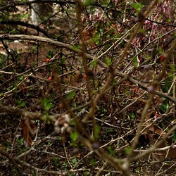 ORTO BOTANICO. Fotografie di Giulio Azzarello &copy;2024.