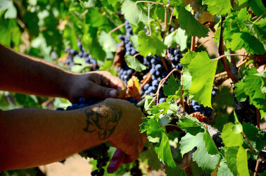 VENDEMMIA a S.Cristina Gela i coltivatori. Fotografie di Giulio Azzarello ©2016. VENDEMMIA a S.Cristina Gela i coltivatori. Fotografie di Giulio Azzarello ©2016.