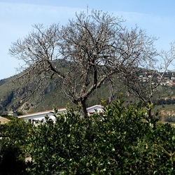 PIANTE. Fotografie di Giulio Azzarello &copy;2022.