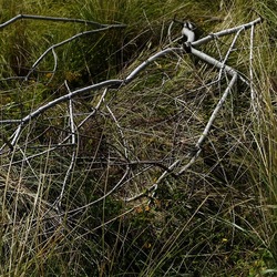 PIANTE. Fotografie di Giulio Azzarello ©2022. PIANTE. Fotografie di Giulio Azzarello ©2022.