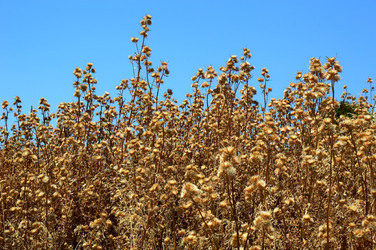 SEGESTA in Sicilia sito archeologico. Fotografie di Giulio Azzarello ©2014.