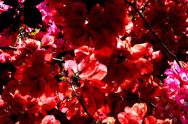 NATURA Violette siciliane in un tipico giardino in estate. Fotografie di Giulio Azzarello &copy;2014.