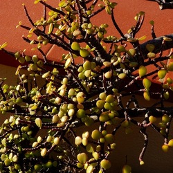 BONSAI. Fotografie di Giulio Azzarello &copy;2022.