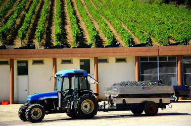 AZIENDA VITIVINICOLA in Sicilia. Fotografie di Giulio Azzarello ©2016. AZIENDA VITIVINICOLA in Sicilia. Fotografie di Giulio Azzarello ©2016.