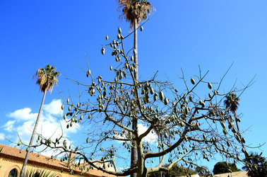 MACCHIA MEDITERRANEA in Sicilia. Fotografie di Giulio Azzarello &copy;2106.