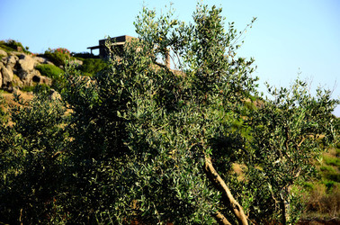 ISOLA DI USTICA la natura. Fotografie di Giulio Azzarello &copy;2016.