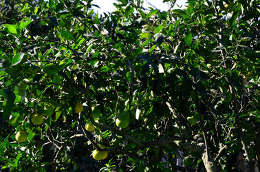 AGRUMETO SICILIANO in autunno. Fotografie di Giulio Azzarello &copy;2014.