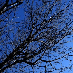 ALBERI. Fotografie di Giulio Azzarello &copy;2024.